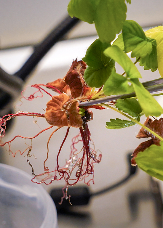 lab oriz_0003_DSC08640