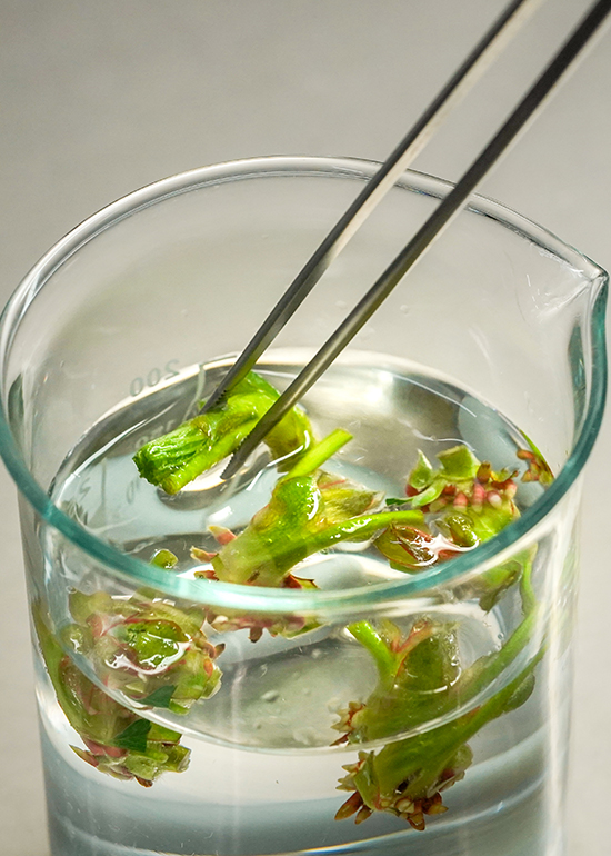 lab oriz_0019_DSC08173