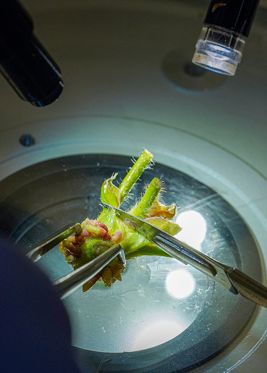 lab vert_0002_DSC08359