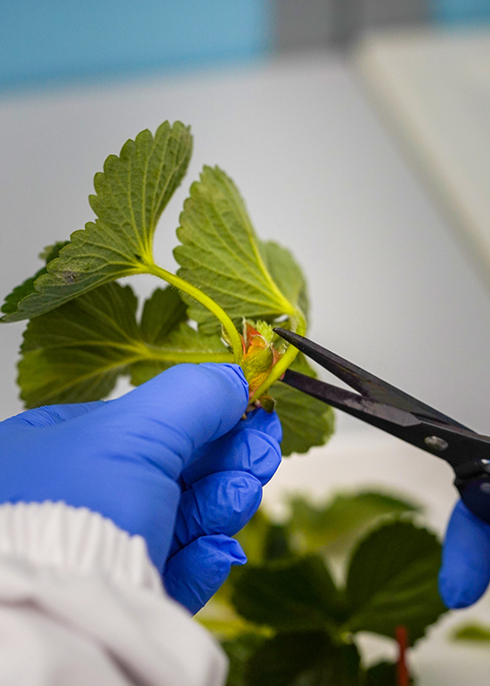 lab vert_0005_DSC08137